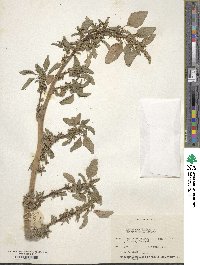 Amaranthus lividus image