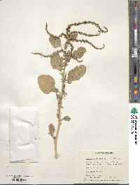 Amaranthus lividus image