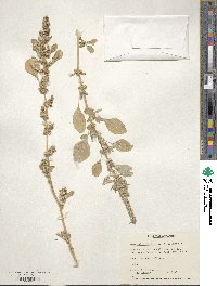 Amaranthus lividus image