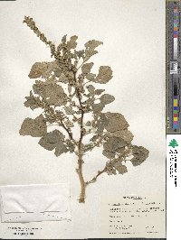 Amaranthus lividus image