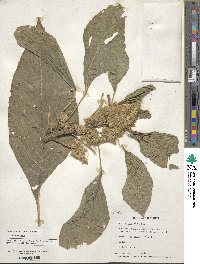 Amaranthus palmeri image