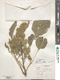 Amaranthus palmeri image