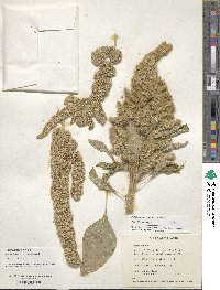 Amaranthus palmeri image