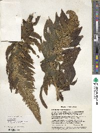 Amaranthus palmeri image