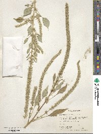 Amaranthus palmeri image