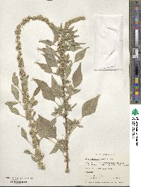 Amaranthus palmeri image