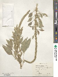 Amaranthus palmeri image