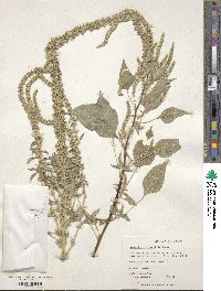 Amaranthus palmeri image