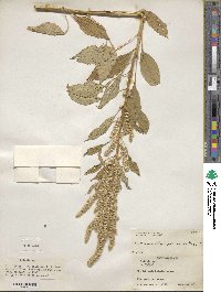 Amaranthus paniculatus image