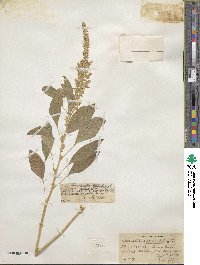 Amaranthus paniculatus image