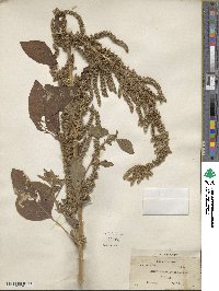 Amaranthus paniculatus image