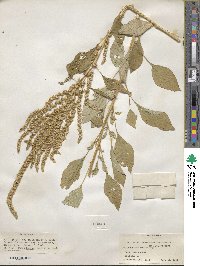 Amaranthus paniculatus image