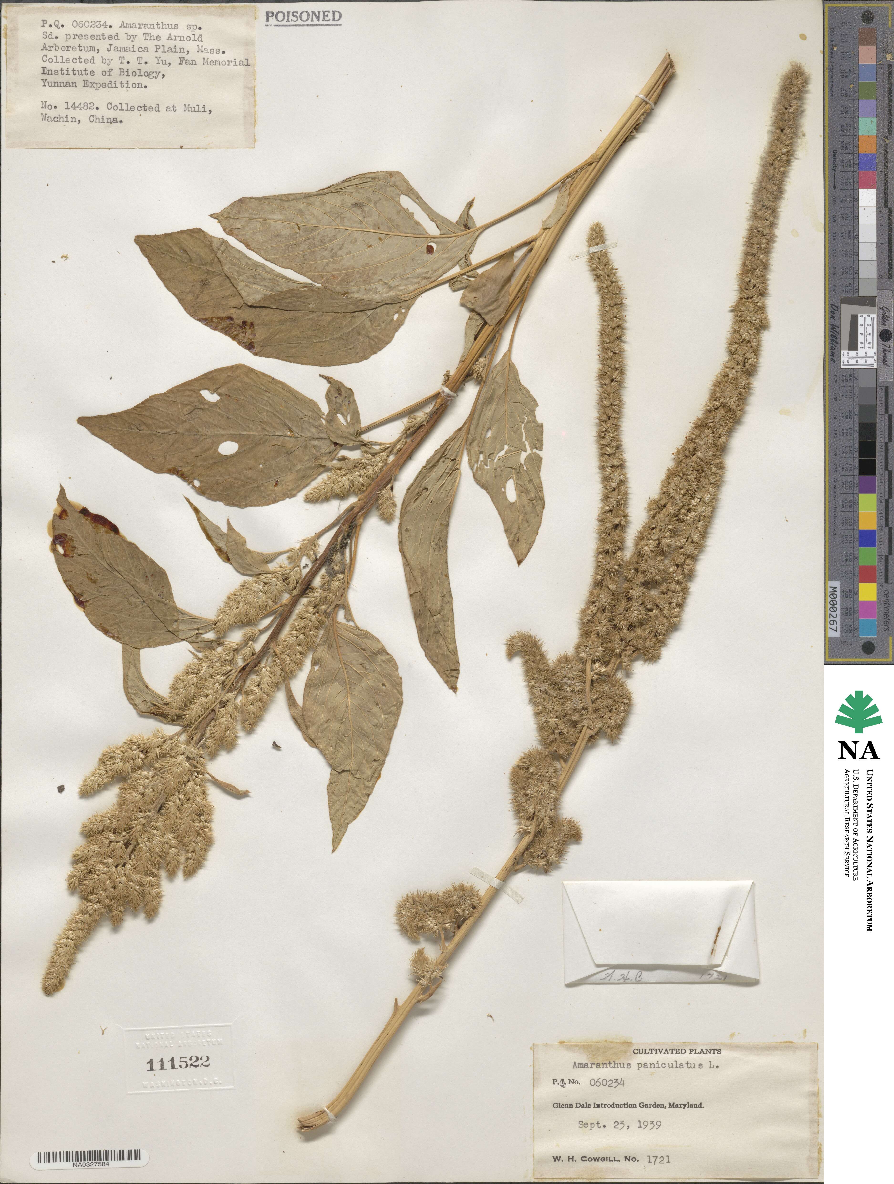 Amaranthus paniculatus image