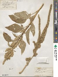 Amaranthus paniculatus image