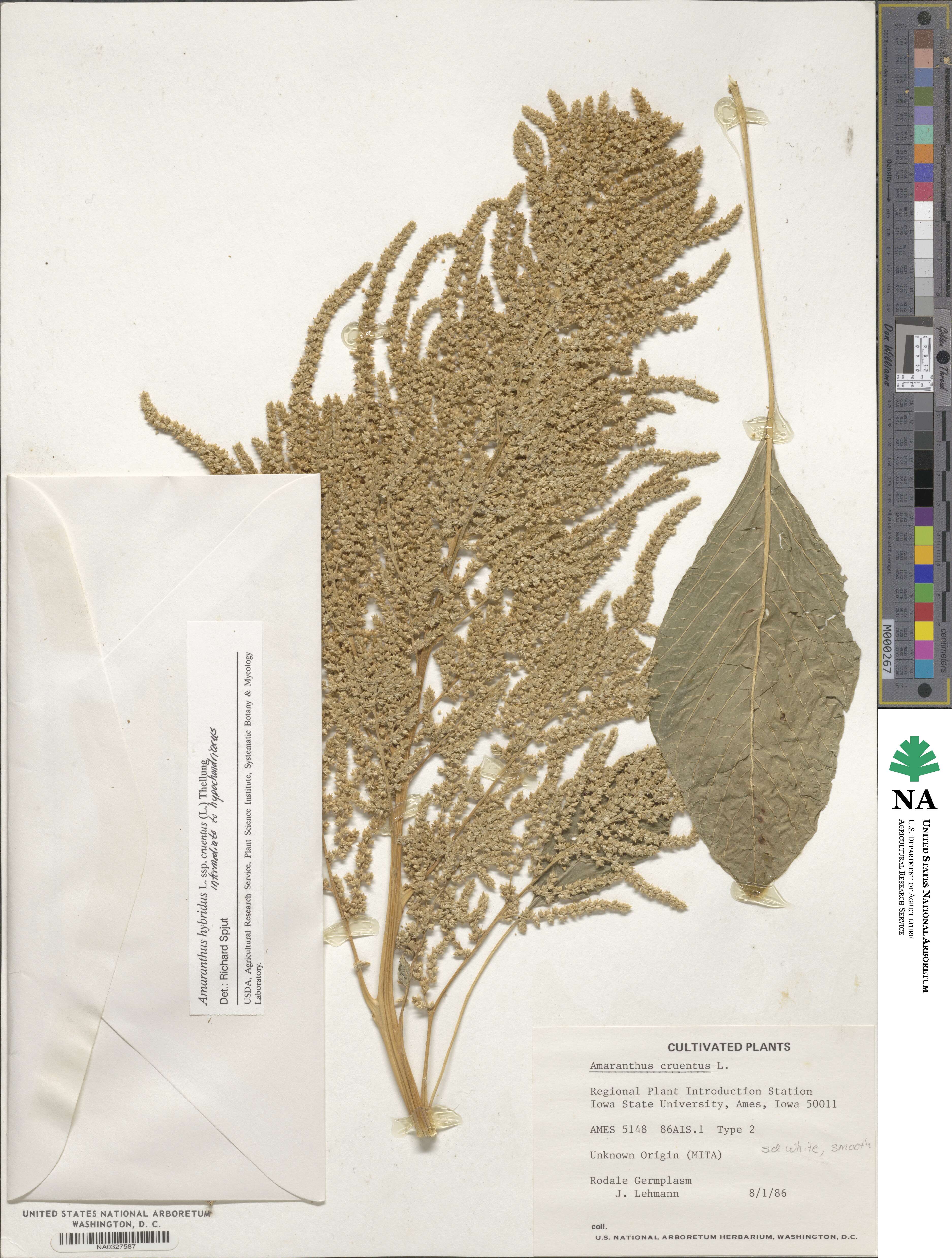 Amaranthus cruentus image