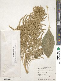 Amaranthus cruentus image