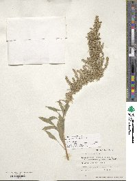 Amaranthus quitensis image