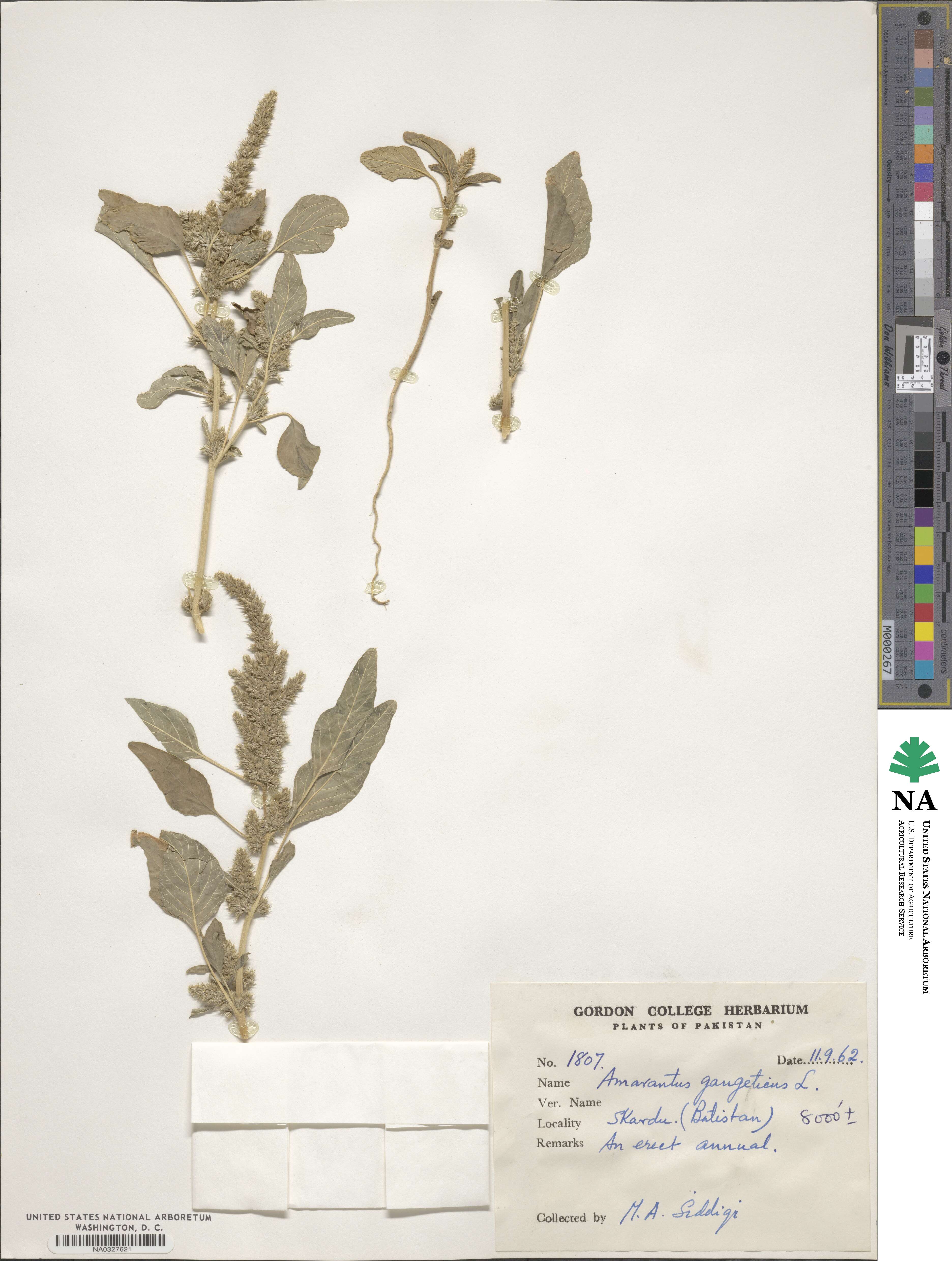Amaranthus gangeticus image