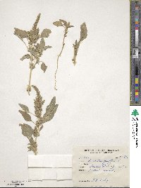 Amaranthus gangeticus image