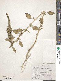 Amaranthus cruentus image