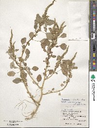 Amaranthus lividus image