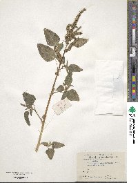 Amaranthus lividus image