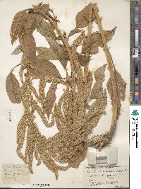 Amaranthus paniculatus image