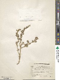 Amaranthus polygamus image