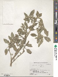 Amaranthus retroflexus image