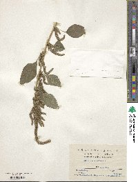 Amaranthus retroflexus image