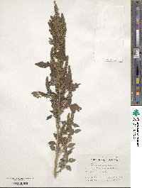 Amaranthus retroflexus image