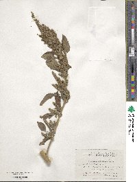 Amaranthus retroflexus image