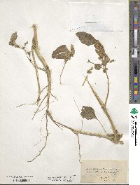 Amaranthus retroflexus image