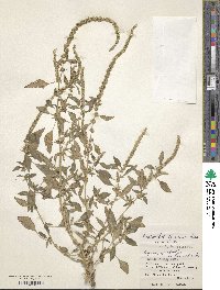 Amaranthus spinosus image