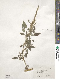 Amaranthus spinosus image