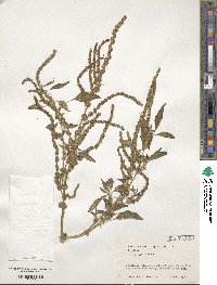 Amaranthus spinosus image