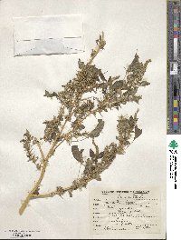 Amaranthus spinosus image