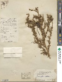 Amaranthus spinosus image