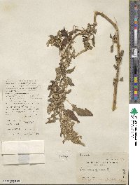 Amaranthus spinosus image