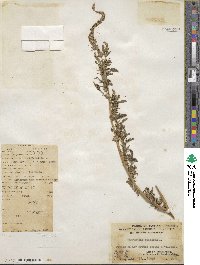 Amaranthus spinosus image