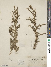 Amaranthus spinosus image