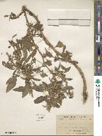 Amaranthus spinosus image