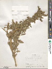 Amaranthus hybridus image