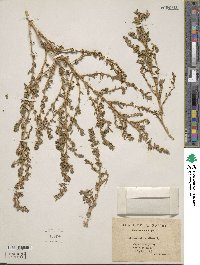 Amaranthus albus image