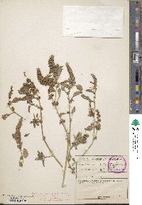 Amaranthus deflexus image