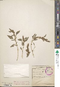 Amaranthus deflexus image