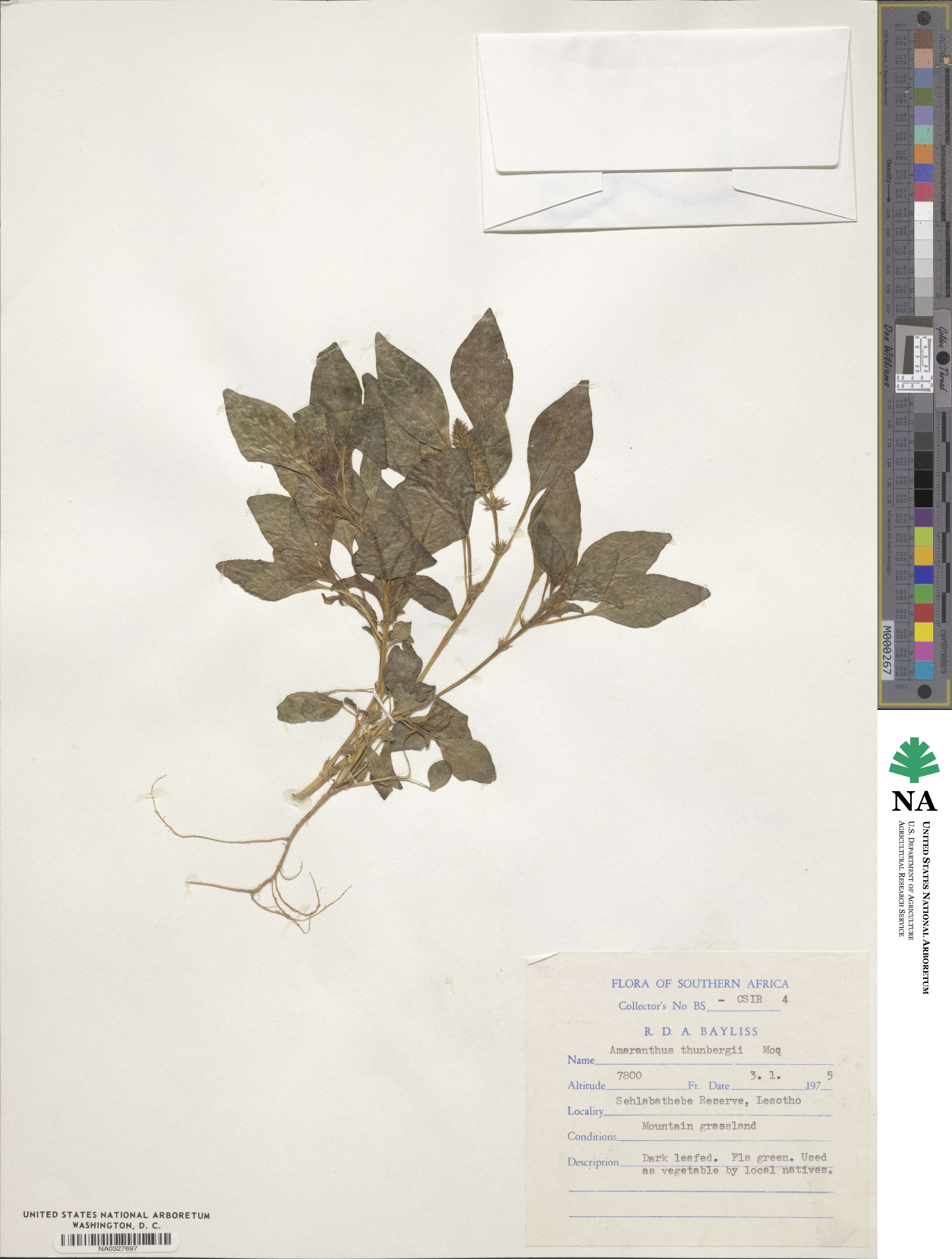 Amaranthus thunbergii image