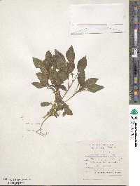 Amaranthus thunbergii image