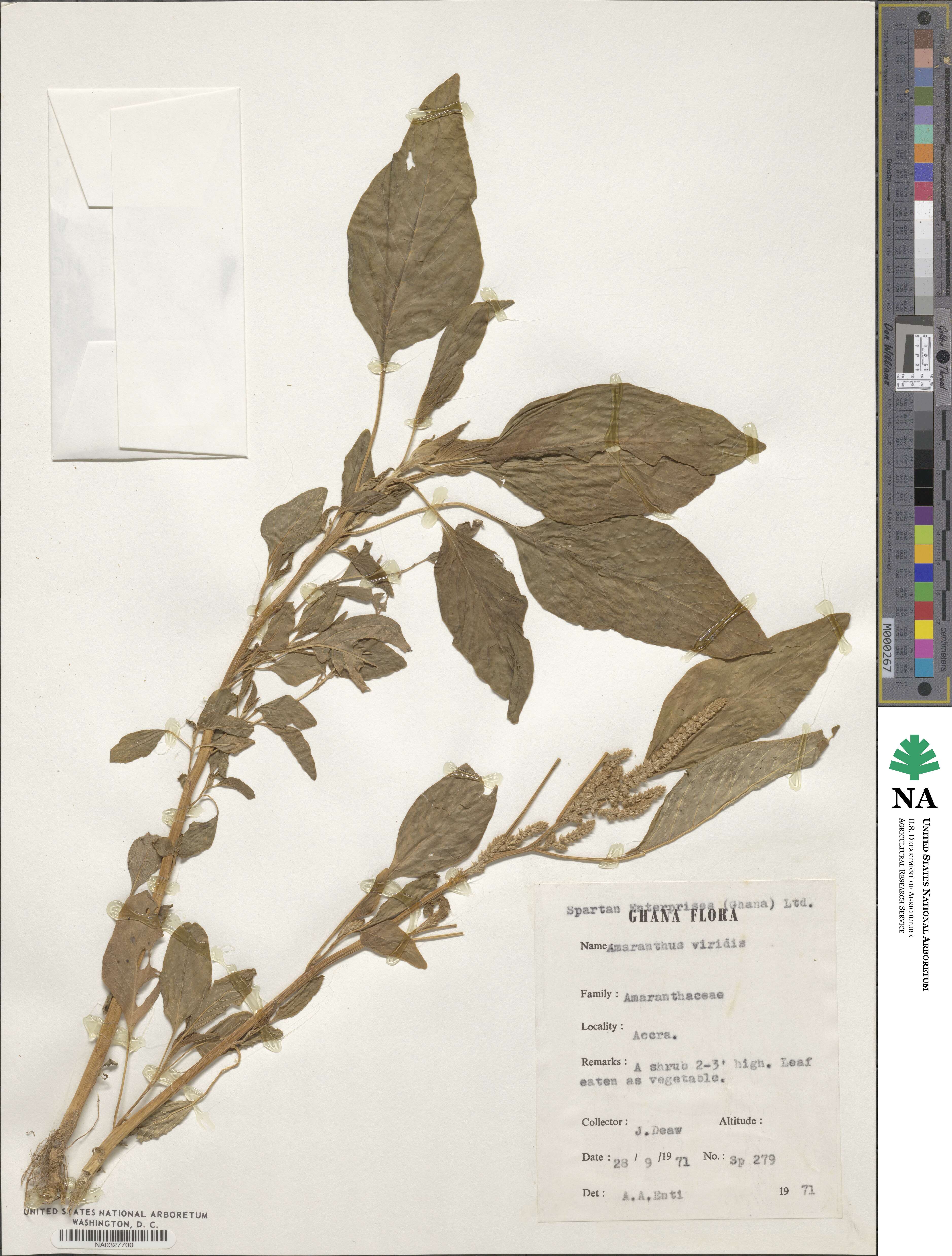 Amaranthus viridis image
