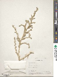 Amaranthus albus image